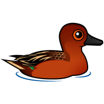 Cinnamon Teal