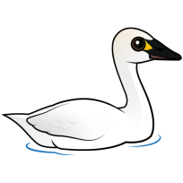 Tundra Swan