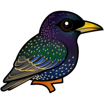 European Starling