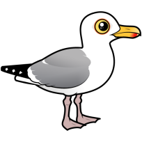 Herring Gull
