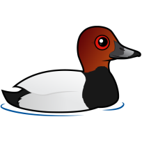 Common Pochard