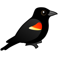 Red-winged Blackbird