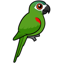 Red-shouldered Macaw