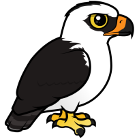 Black-and-white Hawk-Eagle