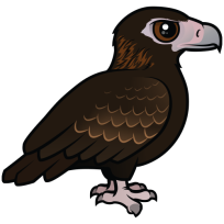 Wedge-tailed Eagle