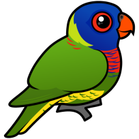 Rainbow Lorikeet