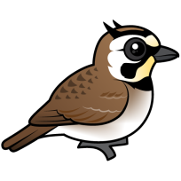 Horned Lark