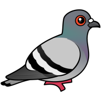 Rock Pigeon
