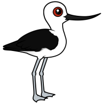 Andean Avocet