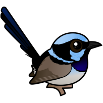 Superb Fairywren