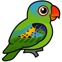 Blue-naped Parrot