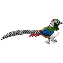 Lady Amherst's Pheasant