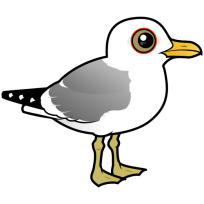 Common Gull
