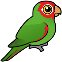 Red-masked Parakeet