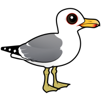 California Gull