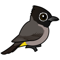White-spectacled Bulbul