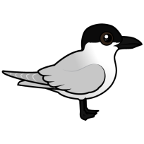 Gull-billed Tern
