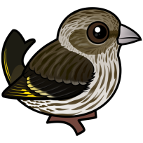 Pine Siskin