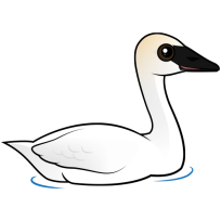 Trumpeter Swan