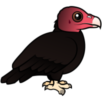 Turkey Vulture