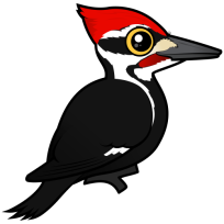 Pileated Woodpecker