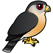 Sharp-shinned Hawk