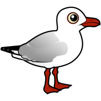 Silver Gull