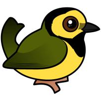 Hooded Warbler