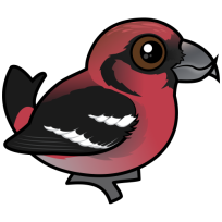 White-winged Crossbill