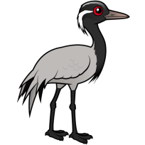 Demoiselle Crane