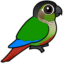 Green-cheeked Parakeet
