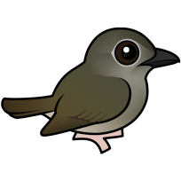Puaiohi
