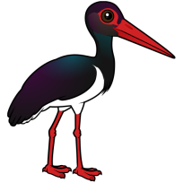 Black Stork