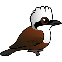 White-crested Laughingthrush