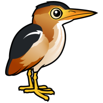 Least Bittern