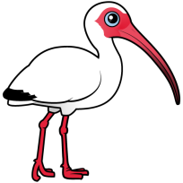 White Ibis