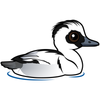 Smew