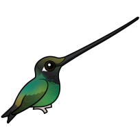 Sword-billed Hummingbird