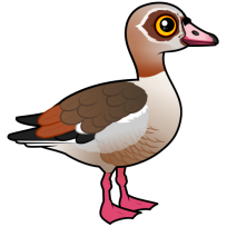 Egyptian Goose