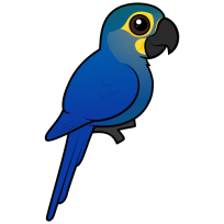 Indigo Macaw