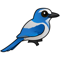 Florida Scrub-Jay