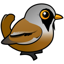 Bearded Reedling