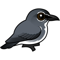 Spectacled Flowerpecker