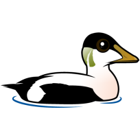 Common Eider