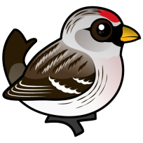 Hoary Redpoll