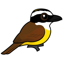 Great Kiskadee