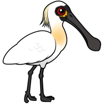 Black-faced Spoonbill