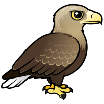 White-tailed Eagle