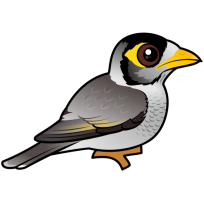 Noisy Miner