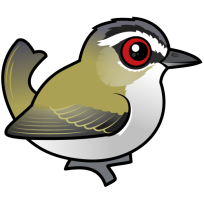 Red-eyed Vireo